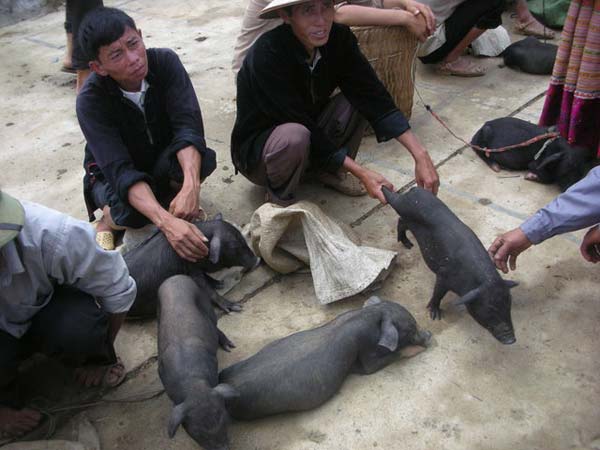 Lợn Cắp Nách Đặc sản vùng cao Sapa