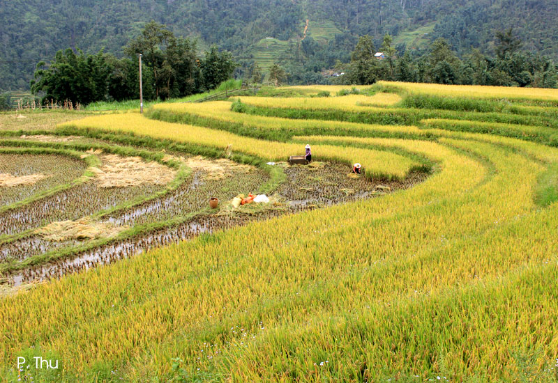 Sapa mùa thu